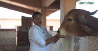 A2 Gir Cow Ghee